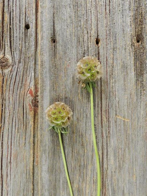 NATURAL SCABIOSA PODS